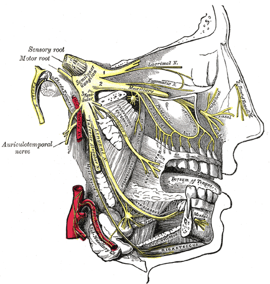 Tavola anatomica del nervo trigemino: ganglio semilunare di Gasser e branche oftalmica, mascellare e mandibolare
