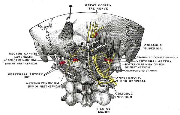 Anatomia del nervo occipitale e plesso cervicale