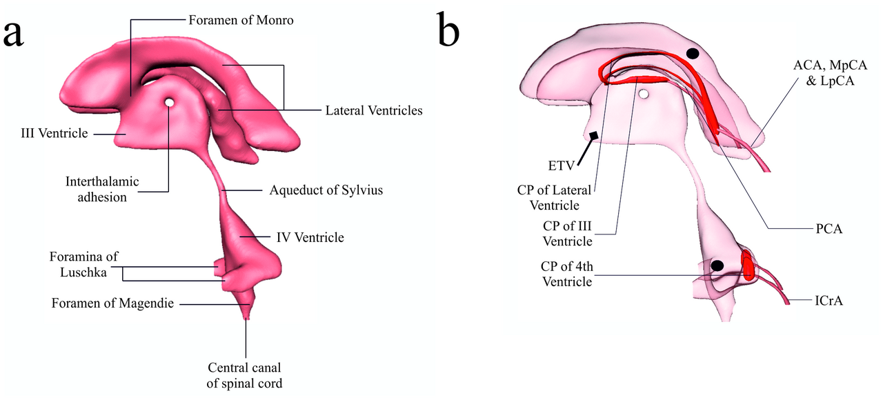 Sistema ventricolare cerebrale e circolazione liquorale